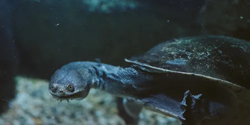 Pig-nosed Turtle