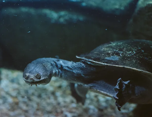 Pig-nosed Turtle