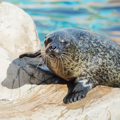 Seal at SEA LIFE Weymouth