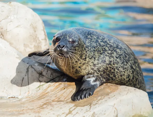 Seal at SEA LIFE Weymouth