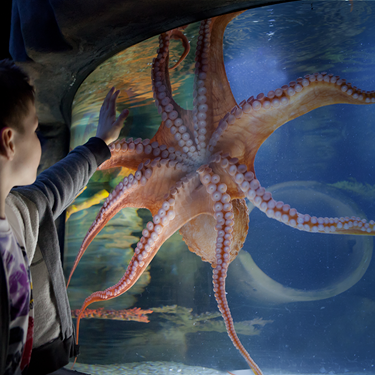 Boy touching the octopus tank at SEA LIFE