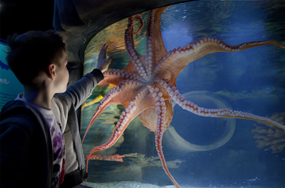 Boy touching the octopus tank at SEA LIFE