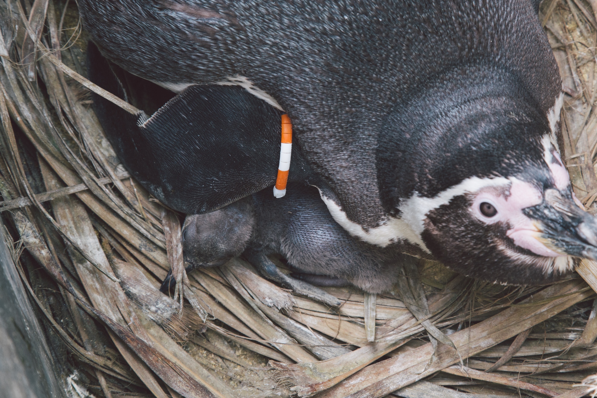 Penguin And Chick at SEA LIFE Weymouth