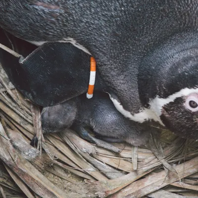 Penguin And Chick at SEA LIFE Weymouth
