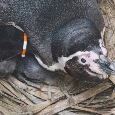 Penguin And Chick at SEA LIFE Weymouth