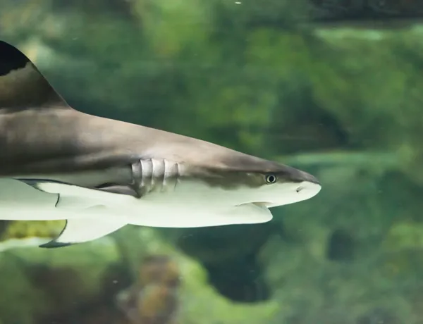 Blacktip Shark