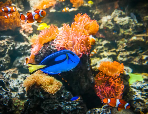 Tang and Clownfish at SEA LIFE Weymouth