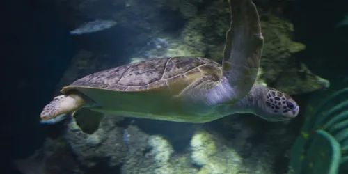 7 Species of sea turtles