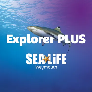Explorer Plus SQUARE