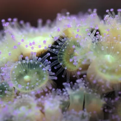 Jewel Anemone