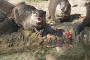 BN Otterstock 05