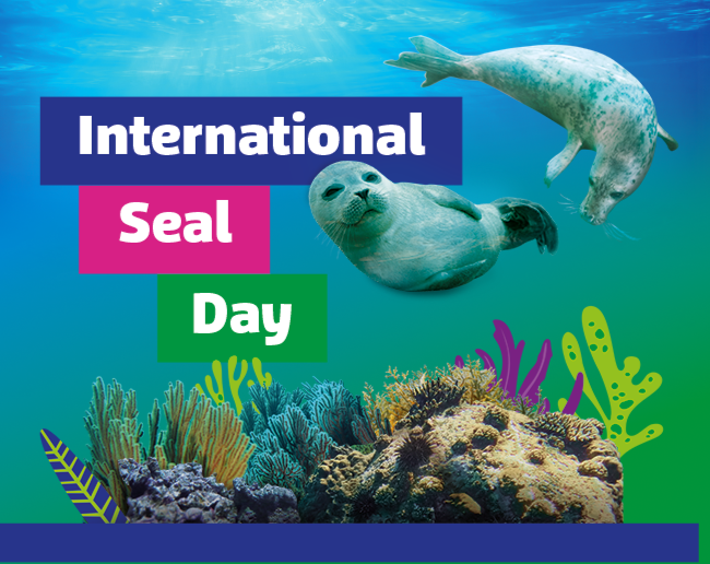 Seal Day Placeholder (1)