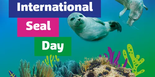 Seal Day Placeholder (1)