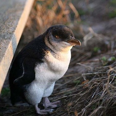 Little Penguin Eudyptula Minor