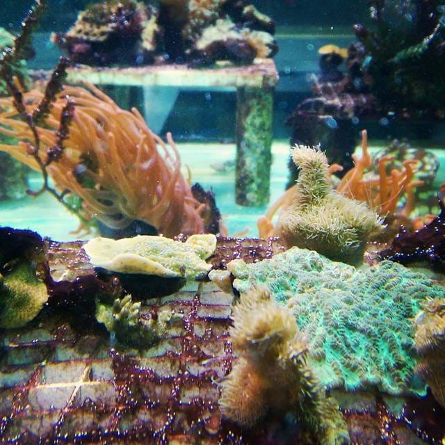 Coral reefs polyps
