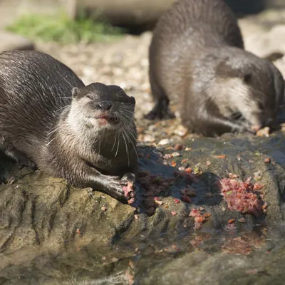 Otters at SEA LIFE Weymouth