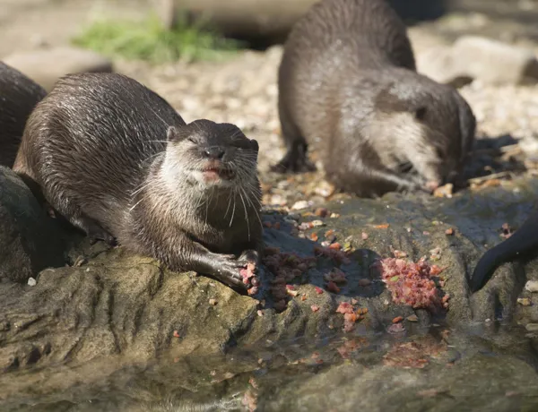 Otters at SEA LIFE Weymouth