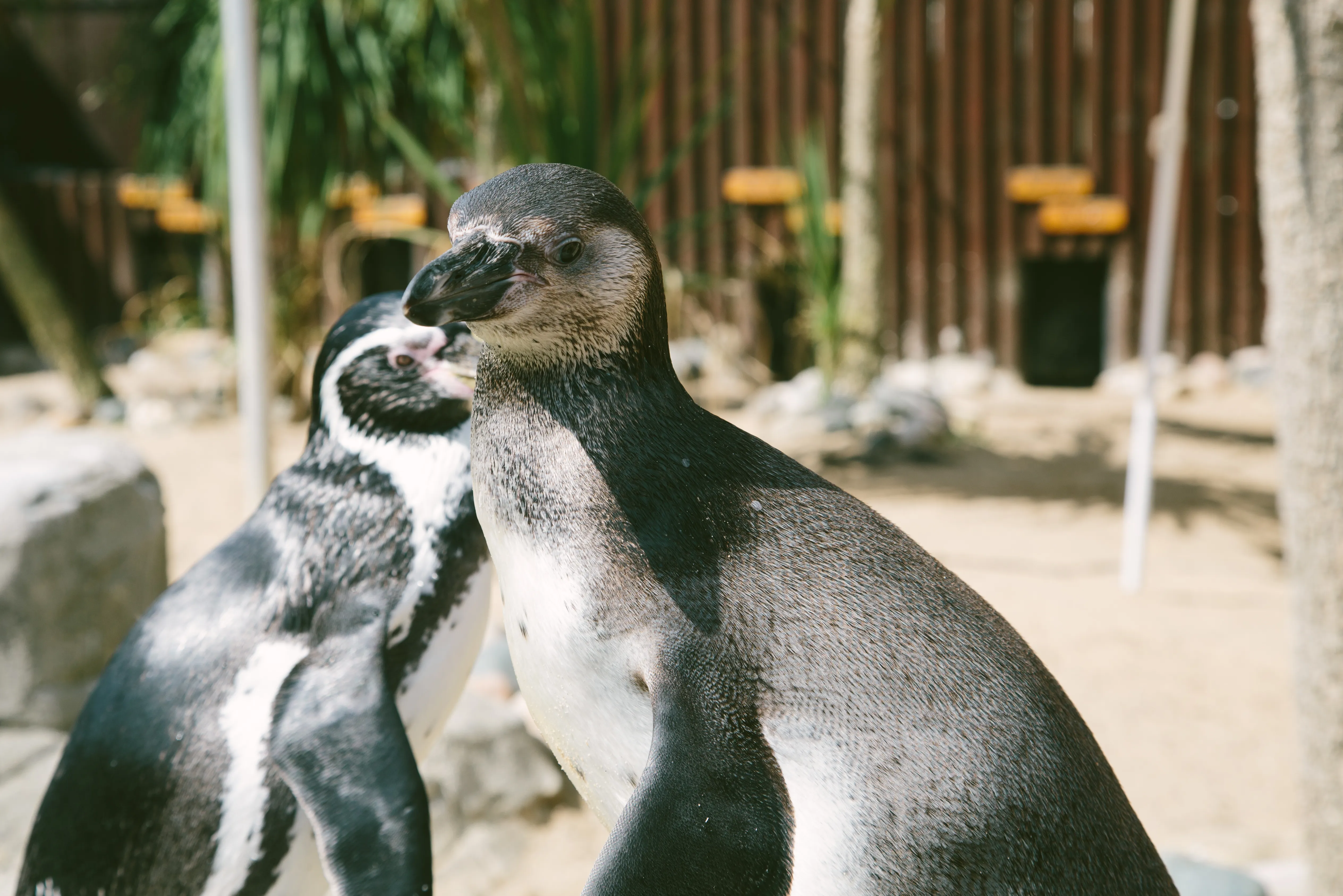 Humboldt Penguin