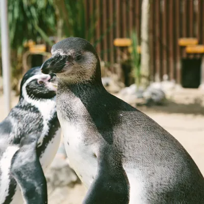 Humboldt Penguin
