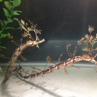 Ribboned Pipefish