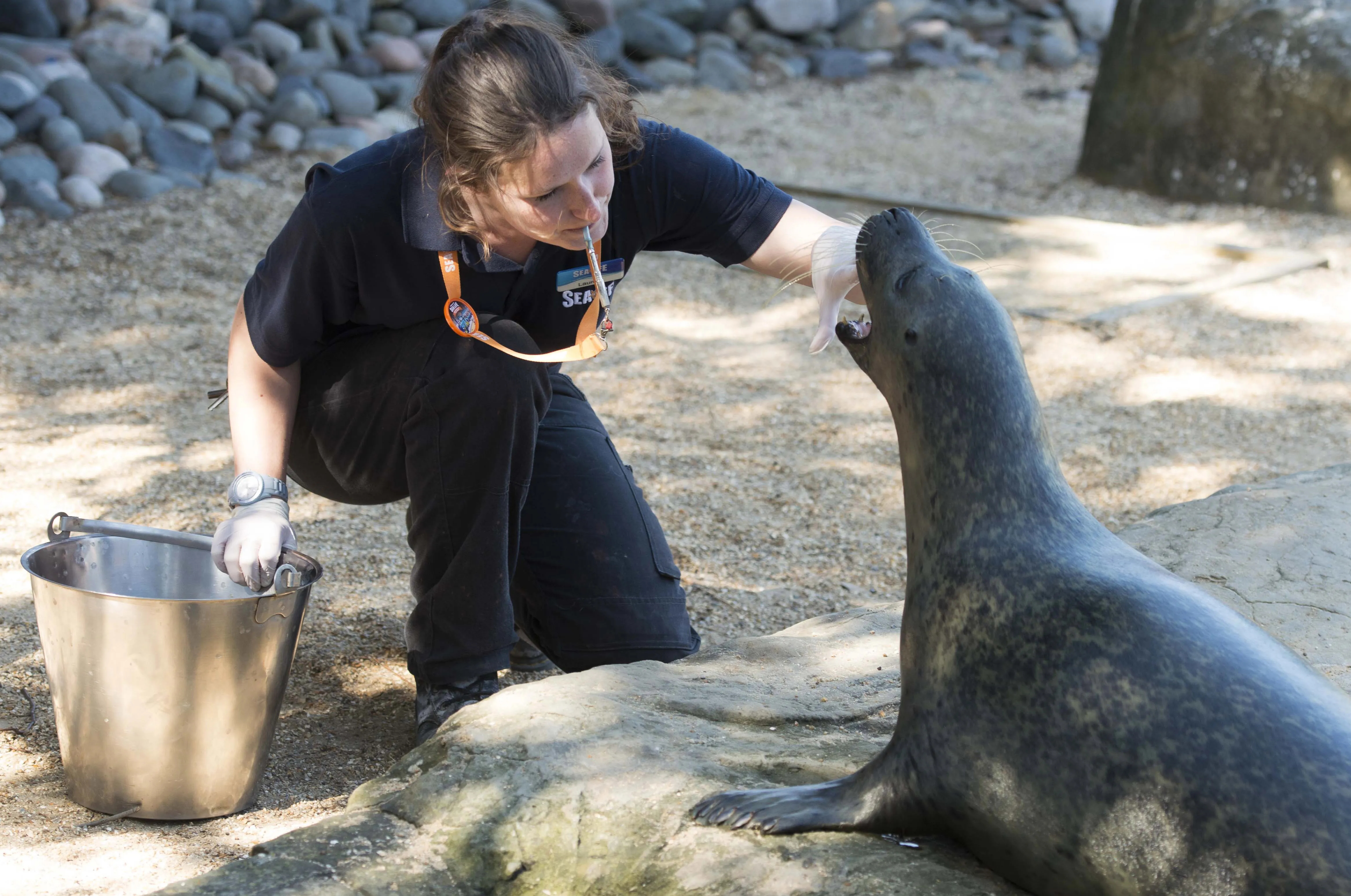 Seal Feed