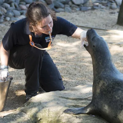 Seal Feed
