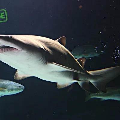 Rescue Sharks
