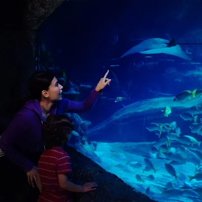 Ocean tank aquarium