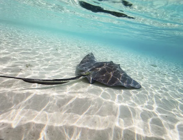 Stingray Ocean Floor