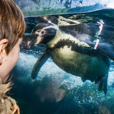 Penguin Swimming
