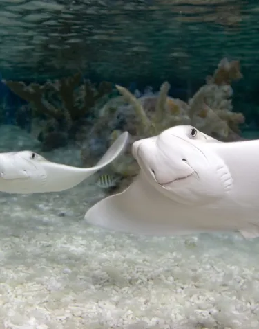 Cow Nose Rays