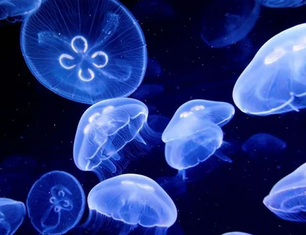 Sealife Moon Jellyfish Aurelia Aurita4