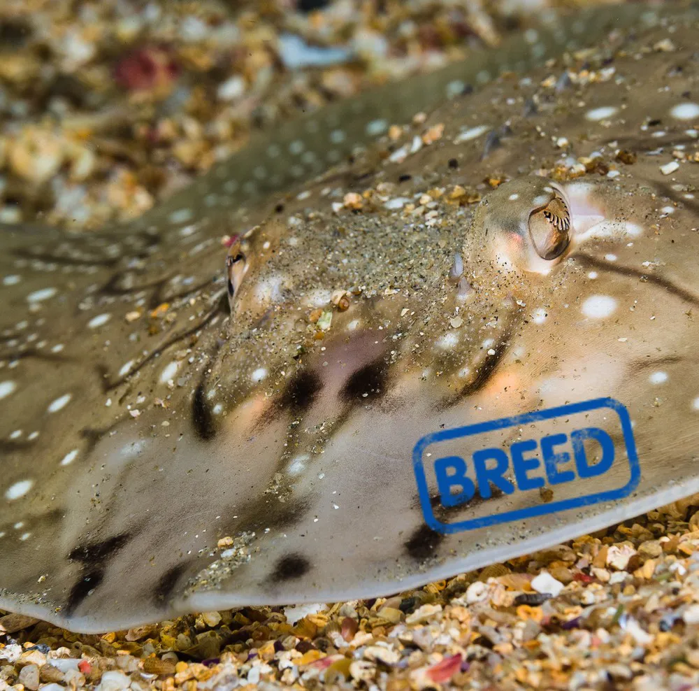 Undulate Ray Raja Undulata Breed