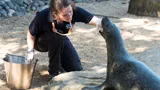 Weymouth Seal